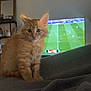 kitten, cat, ginger_cat, feline, pet, indoor, blanket, soft_texture, television, soccer_game, blurred_background, cozy, cute, animal, young_cat, sitting, fur, whiskers, ears, eyes