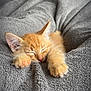Jimbo a rejoint le concours — aidez-le/la à gagner de superbes lots ! kitten, cat, sleeping, orange, paw, blanket, cozy, soft, feline, cute, pet, animal, indoor, relaxing, fur, closeup, adorable, resting, nap, warm