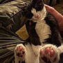 kitten, cat, black_and_white, paws, pink_paw_pads, sleepy, pet, hand, camo_pants, indoor, cozy, fur, domestic_cat, animal, cute, close_up, resting, soft, young, companion