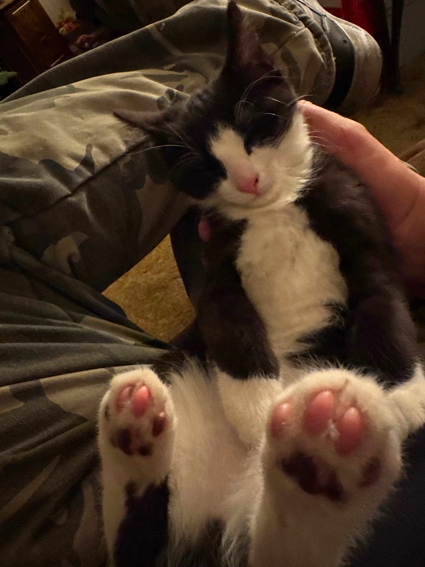 Midnight joined the competition — help win amazing prizes! kitten, cat, black_and_white, paws, pink_paw_pads, sleepy, pet, hand, camo_pants, indoor, cozy, fur, domestic_cat, animal, cute, close_up, resting, soft, young, companion