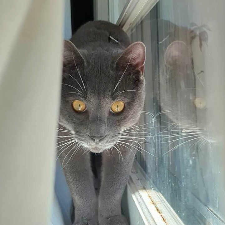 Storm joined the competition — help win amazing prizes! abyssinian, animal, cat, egyptiancat, kitten, manx, pet, window, windowsill