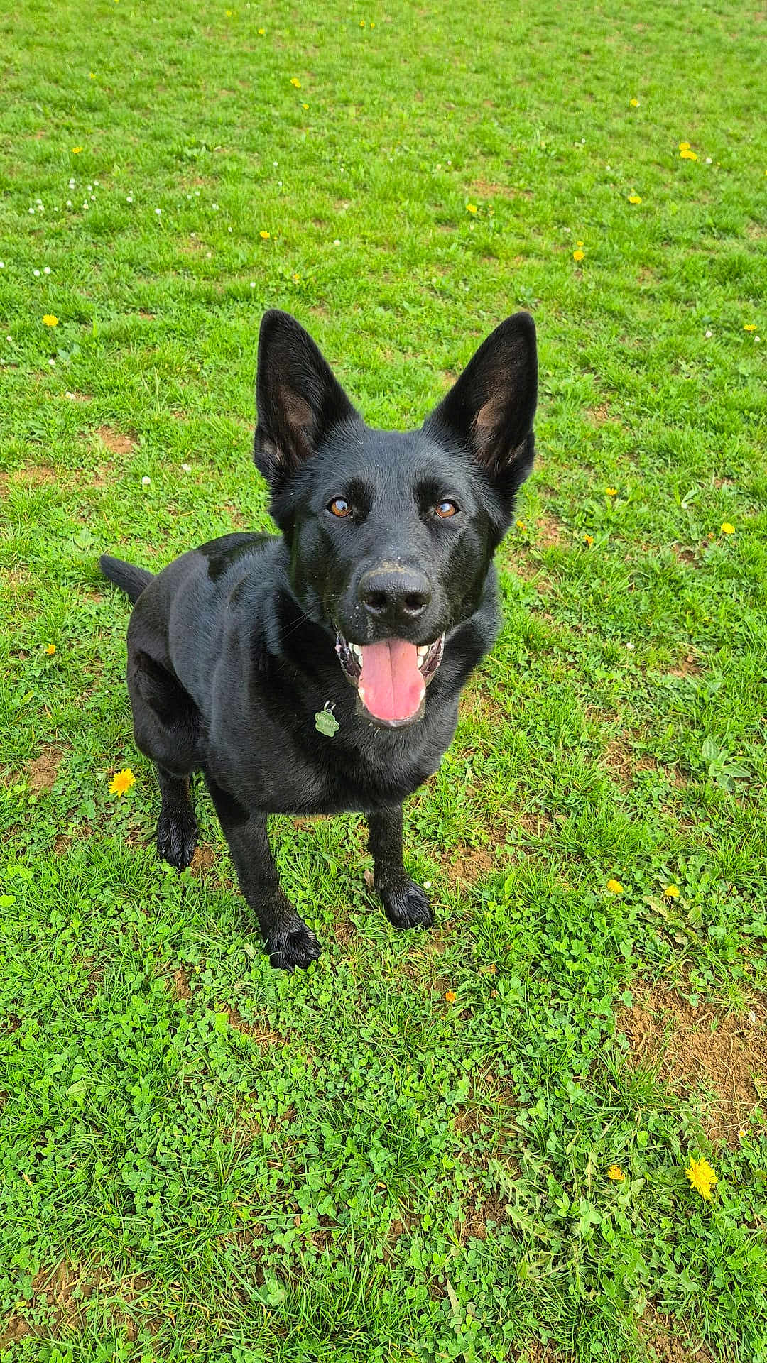 Urane a rejoint le concours — aidez-le/la à gagner de superbes lots ! dog, black_dog, grass, greenery, outdoor, pet, animal, canine, happy, tongue_out, ears_up, nature, field, playful, summer, sunlight, collar, tag, sitting, smiling