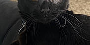 Binx joined the competition — help win amazing prizes! abyssinian, animal, blackcat, cat, egyptiancat, kitten, manx, pet