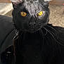 abyssinian, animal, blackcat, cat, egyptiancat, kitten, manx, pet