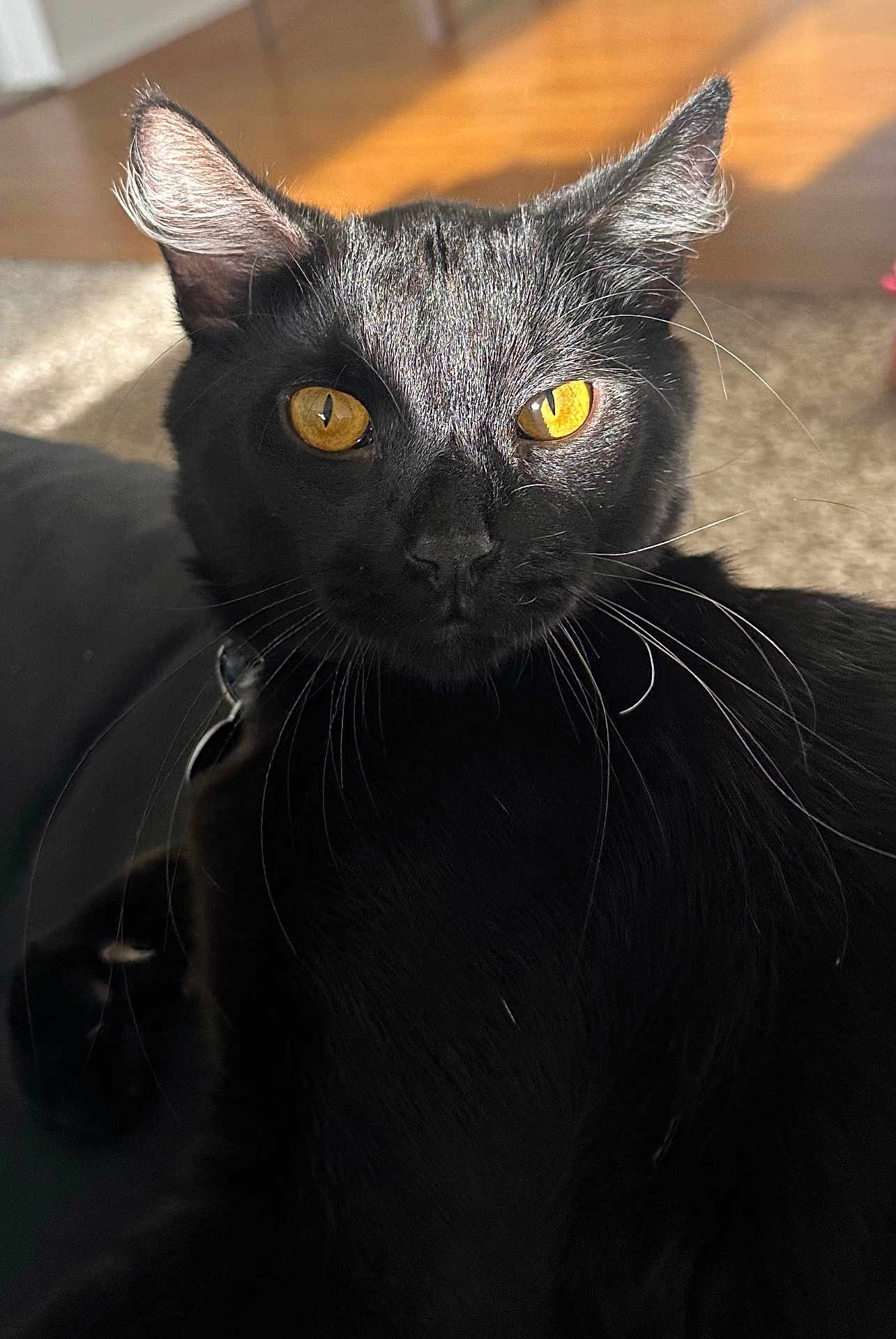 Binx joined the competition — help win amazing prizes! abyssinian, animal, blackcat, cat, egyptiancat, kitten, manx, pet