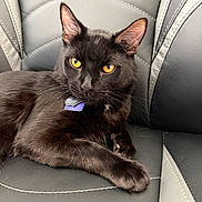 Binx is registered to the contest to win money with this photo: abyssinian, animal, armchair, blackcat, car, car_interior, carseat, cat, chair, couch, cushion, egyptiancat, furniture, headrest, homedecor, kitten, manx, pet, transportation, vehicle