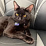 abyssinian, animal, armchair, blackcat, car, car_interior, carseat, cat, chair, couch, cushion, egyptiancat, furniture, headrest, homedecor, kitten, manx, pet, transportation, vehicle
