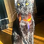 Binx is registered to the contest to win money with this photo: abyssinian, accessories, animal, blackcat, cat, collar, egyptiancat, formalwear, hardwood, harness, indoors, kitten, leash, manx, pet, plywood, stainedwood, strap, tie, wood
