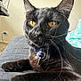 Binx joined the competition — help win amazing prizes! abyssinian, accessories, animal, architecture, bed, blackcat, cat, collar, couch, cushion, formalwear, furniture, homedecor, jewelry, kitten, manx, necklace, pendant, pet, tie
