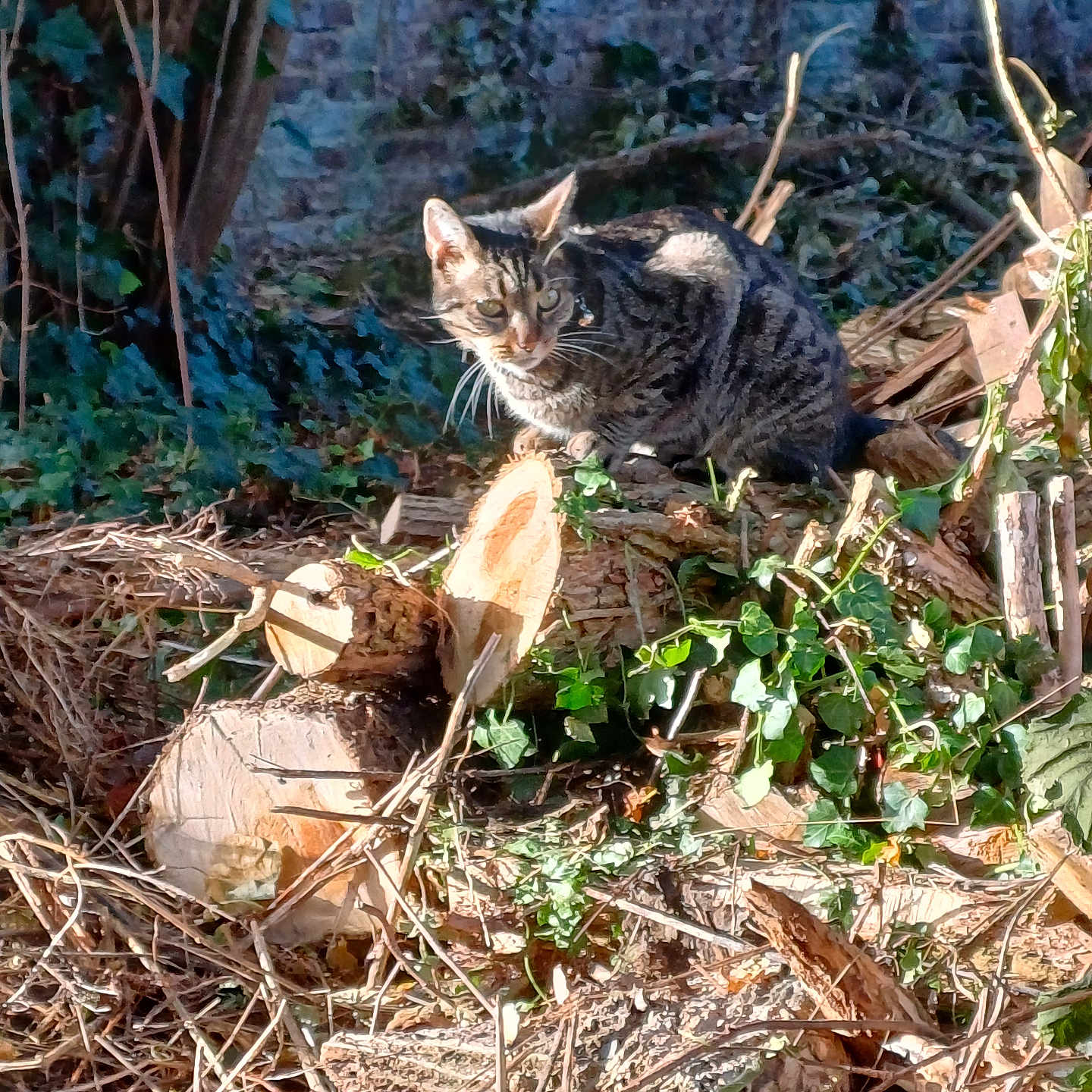 Tong participe au concours pour gagner de l'argent avec cette photo : animal, branches, brick_wall, cat, curious, daylight, feline, garden, ivy, leaves, logs, nature, outdoor, pet, shadows, sunlight, tabby_cat, tree, wildlife, wood