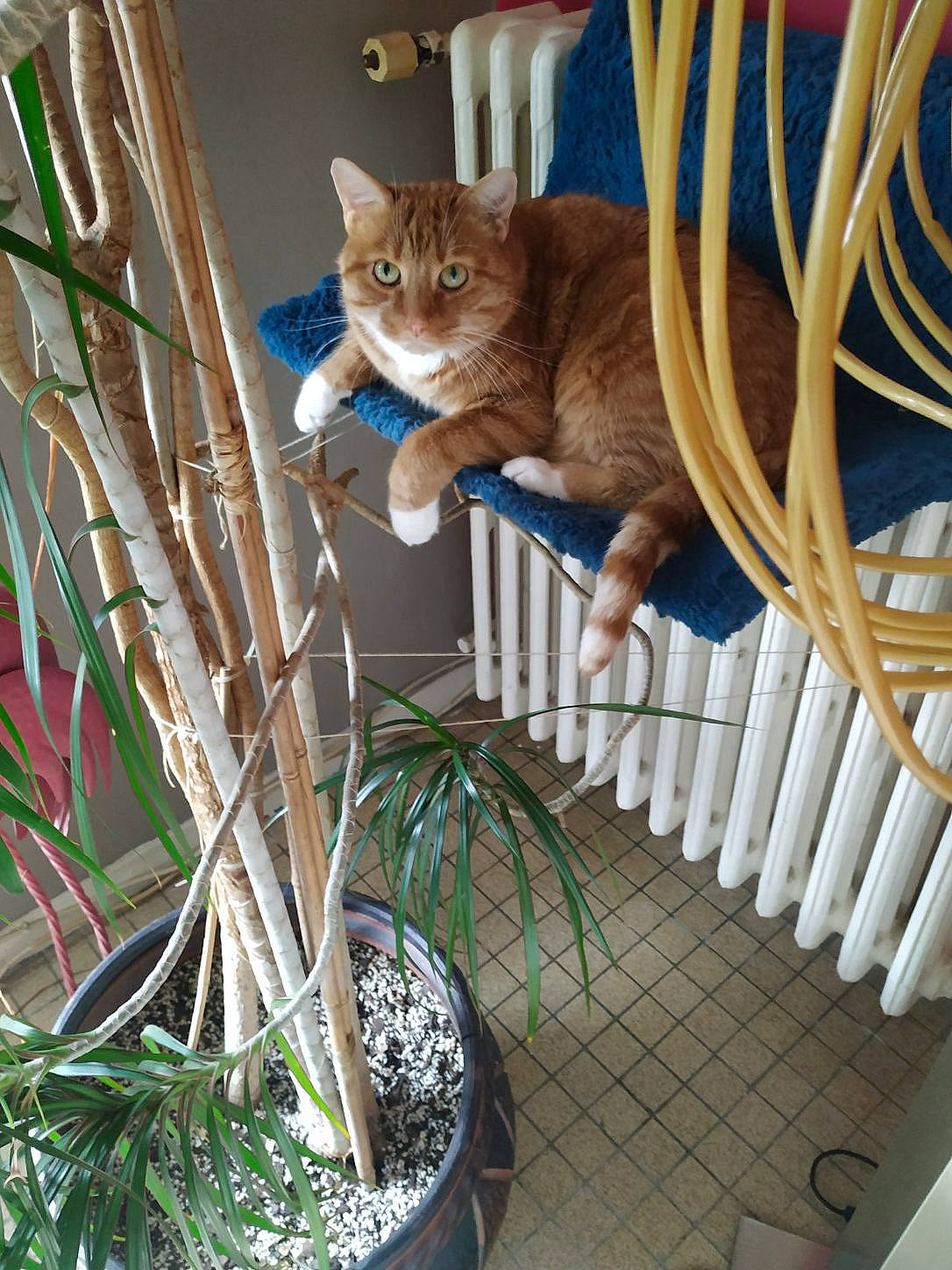 Garfield participe au concours pour gagner de l'argent avec cette photo : arecales, automotive_tire, basket, carnivore, cat, chair, domestic_short_haired_cat, electric_blue, felidae, flowerpot, grass, houseplant, outdoor_furniture, plant, small_to_medium_sized_cats, tail, terrestrial_plant, twig, whiskers, wood