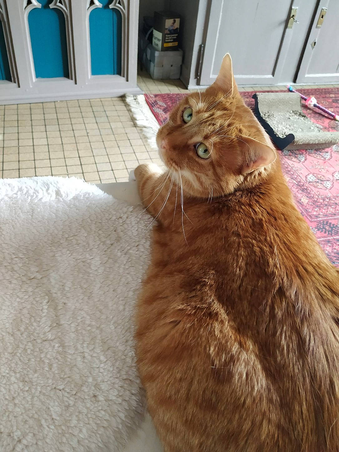 Garfield a rejoint le concours — aidez-le/la à gagner de superbes lots ! black_cat, carnivore, cat, claw, collar, domestic_short_haired_cat, fawn, felidae, flooring, fur, hardwood, liver, paw, picture_frame, small_to_medium_sized_cats, snout, tail, terrestrial_animal, whiskers, wood