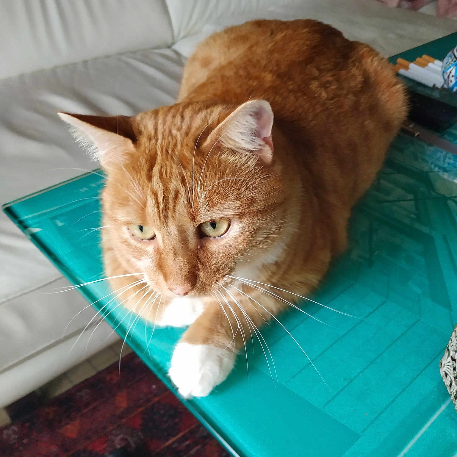 Garfield participe au concours pour gagner de l'argent avec cette photo : box, carnivore, cat, comfort, couch, domestic_short_haired_cat, fawn, felidae, fur, lap, linens, pet_supply, room, sitting, small_to_medium_sized_cats, tail, whiskers, window, wood