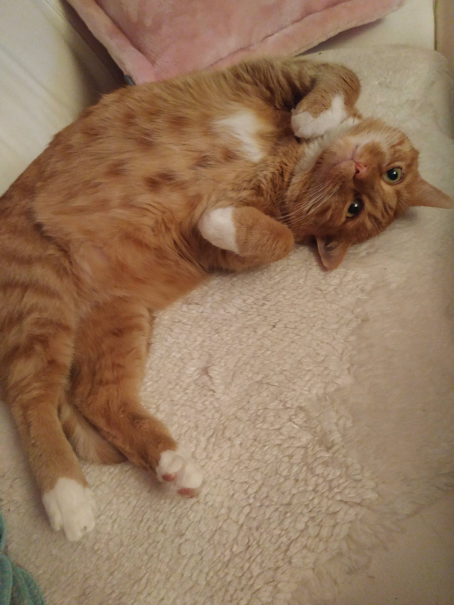 Garfield participe au concours pour gagner de l'argent avec cette photo : canidae, carnivore, cat, claw, comfort, dog_breed, domestic_short_haired_cat, fawn, felidae, flooring, fur, hardwood, liver, paw, small_to_medium_sized_cats, snout, tail, terrestrial_animal, whiskers, wood