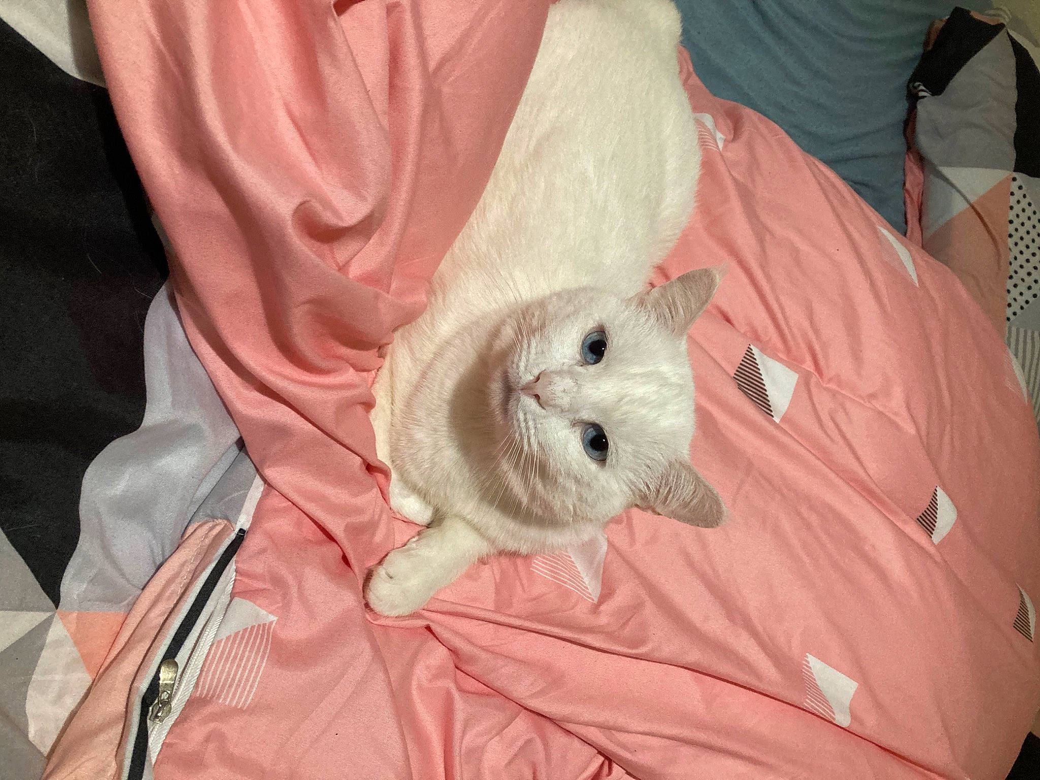 Happy participe au concours pour gagner de l'argent avec cette photo : baby_products, bag, bed, child, comfort, companion_dog, fawn, felidae, fur, linens, pink, plush, room, sleeve, sporting_group, stuffed_toy, teddy_bear, textile, toy, wool