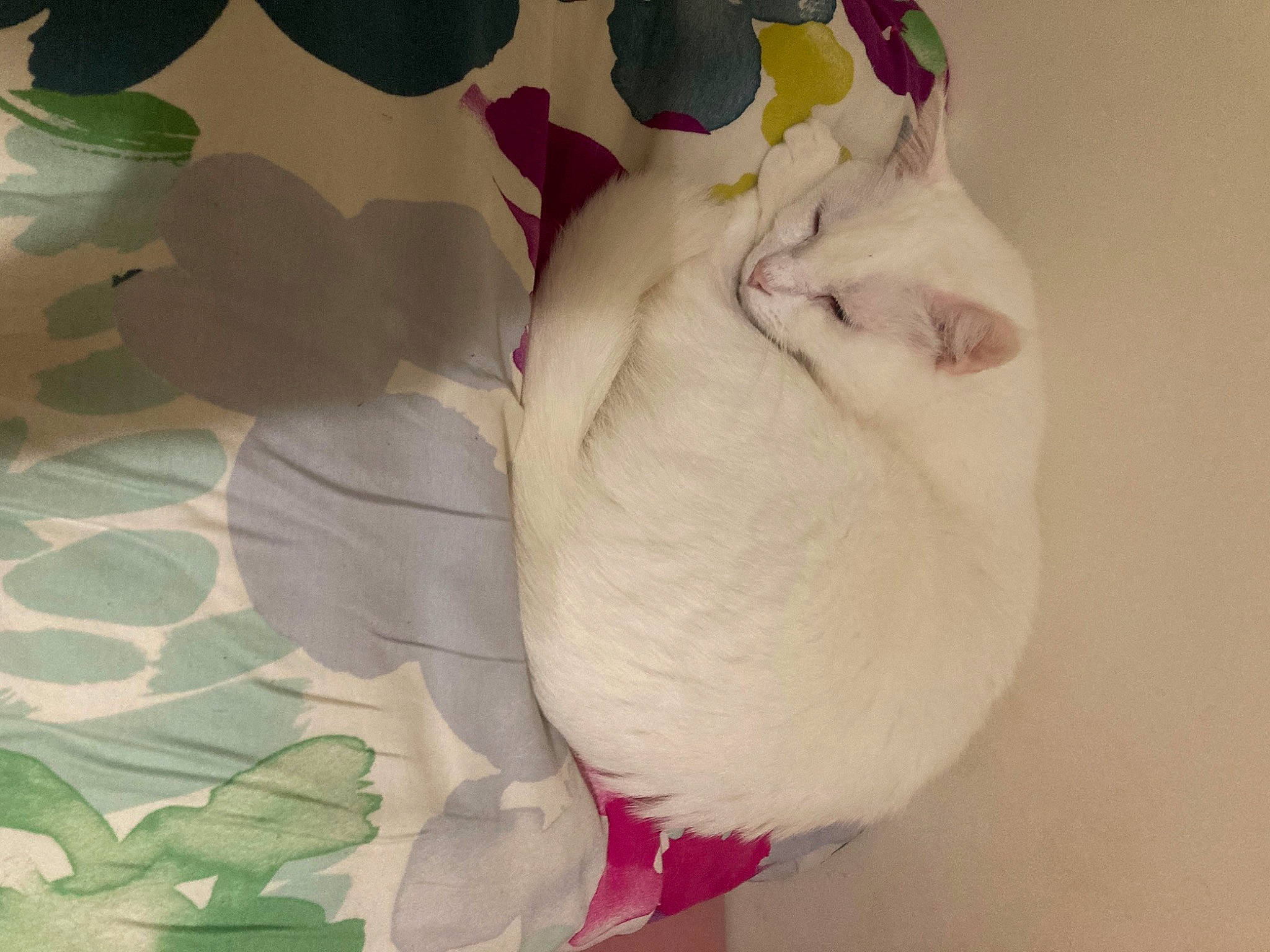 Happy participe au concours pour gagner de l'argent avec cette photo : carmine, carnivore, cat, comfort, fawn, felidae, foot, fur, gesture, human_body, human_leg, leg, nail, pattern, paw, peach, petal, small_to_medium_sized_cats, tail, whiskers