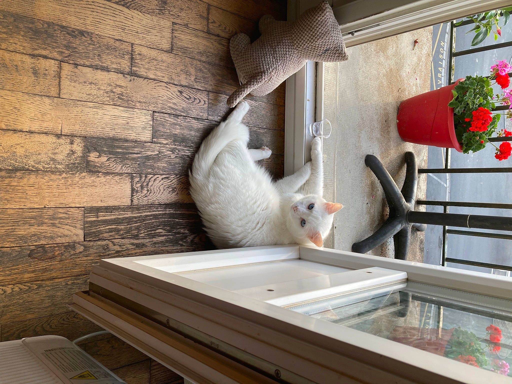 Happy a rejoint le concours — aidez-le/la à gagner de superbes lots ! architecture, building, ceiling, floor, flooring, flower, flowerpot, hardwood, house, houseplant, interior_design, kitchen, living_room, plant, plumbing_fixture, real_estate, rectangle, tap, window, wood