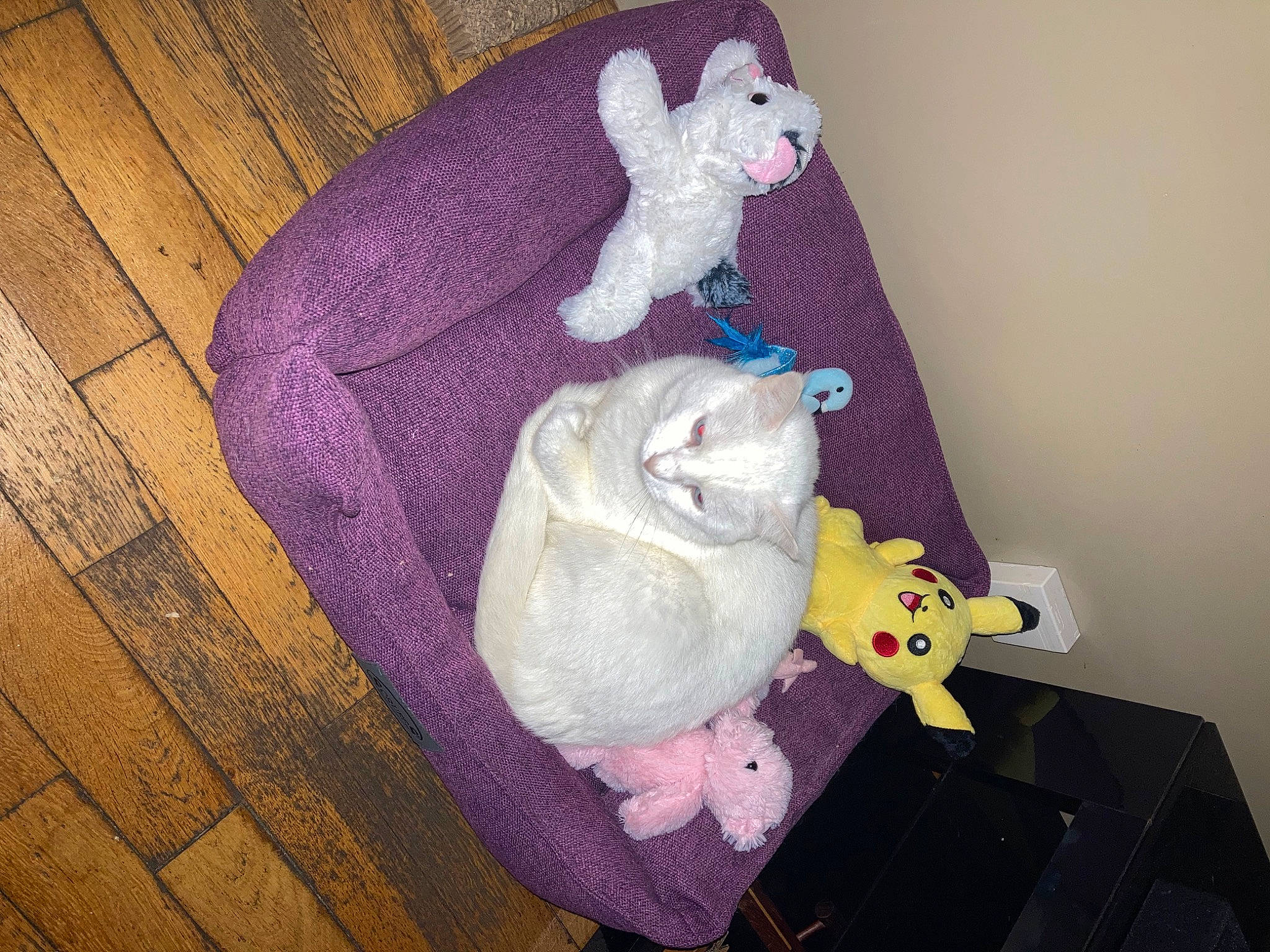 Happy a rejoint le concours — aidez-le/la à gagner de superbes lots ! cat, comfort, fawn, felidae, fur, hardwood, magenta, pink, plush, purple, room, small_to_medium_sized_cats, stuffed_toy, tail, teddy_bear, textile, toy, violet, whiskers, wood