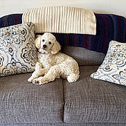 Sparky joined the competition — help win amazing prizes! animal, comfort, couch, cozy, curious, dog, domestic, fur, furniture, home, indoor, knitted_blanket, living_room, pet, pillows, poodle, relaxed, resting, sofa, white_dog