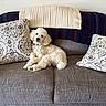 animal, comfort, couch, cozy, curious, dog, domestic, fur, furniture, home, indoor, knitted_blanket, living_room, pet, pillows, poodle, relaxed, resting, sofa, white_dog