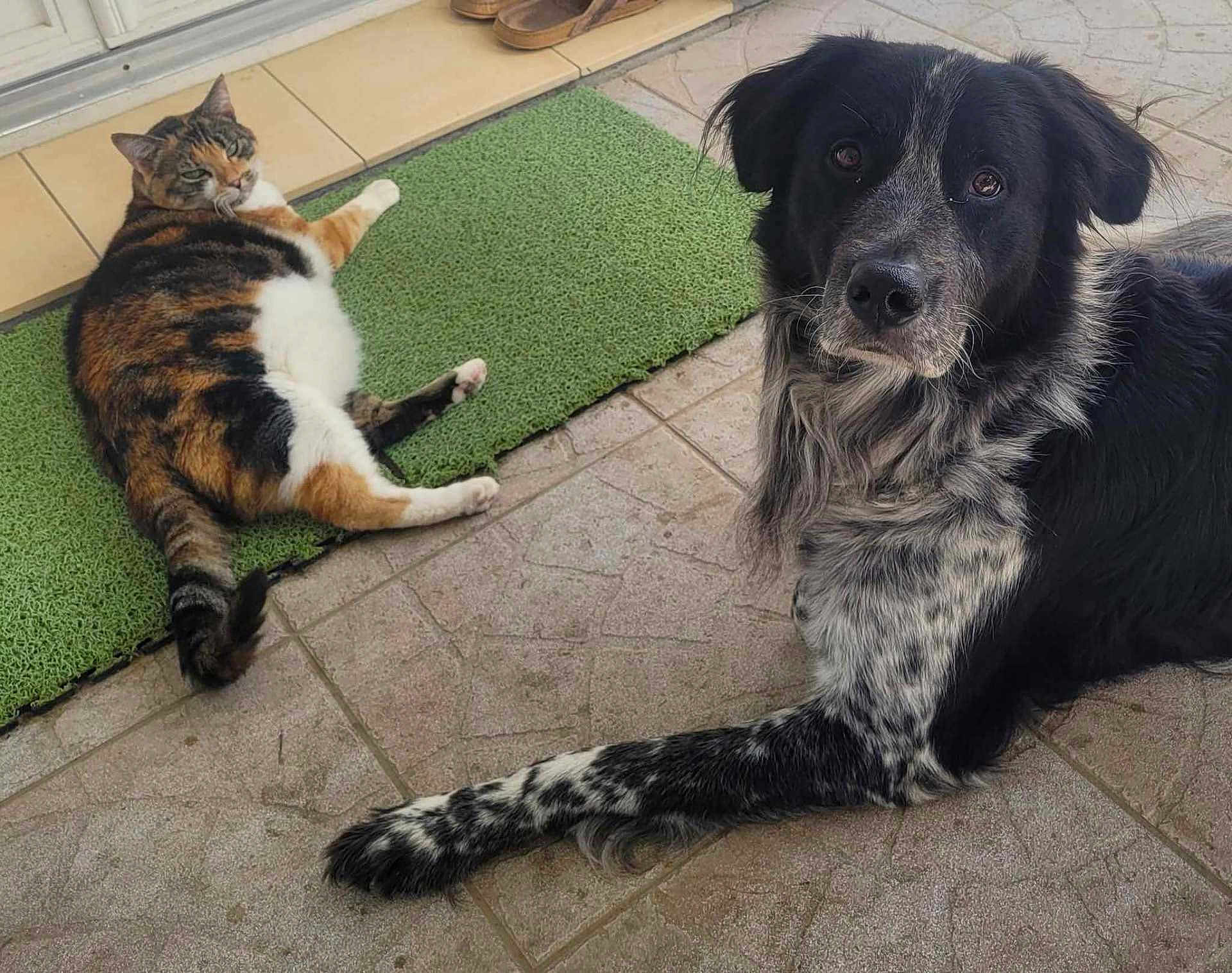 Nil participe au concours pour gagner de l'argent avec cette photo : animal, ball, canine, cat, cockerspaniel, dog, dogbed, doormat, homedecor, hound, manx, mat, person, pet, pointer, puppy, sleeping, sport, tennis, tennisball