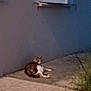 cat, animal, outdoor, pavement, wall, window, shutter, plant, relaxed, evening, pet, feline, resting, quiet, nature, side_view, small_animal, domestic_animal, calm, outdoors