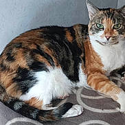 Nil a rejoint le concours — aidez-le/la à gagner de superbes lots ! cat, calico, feline, pet, animal, green_eyes, fur, whiskers, paw, tail, blanket, indoor, resting, cute, mammal, cozy, relaxed, domestic_animal, portrait, lying_down