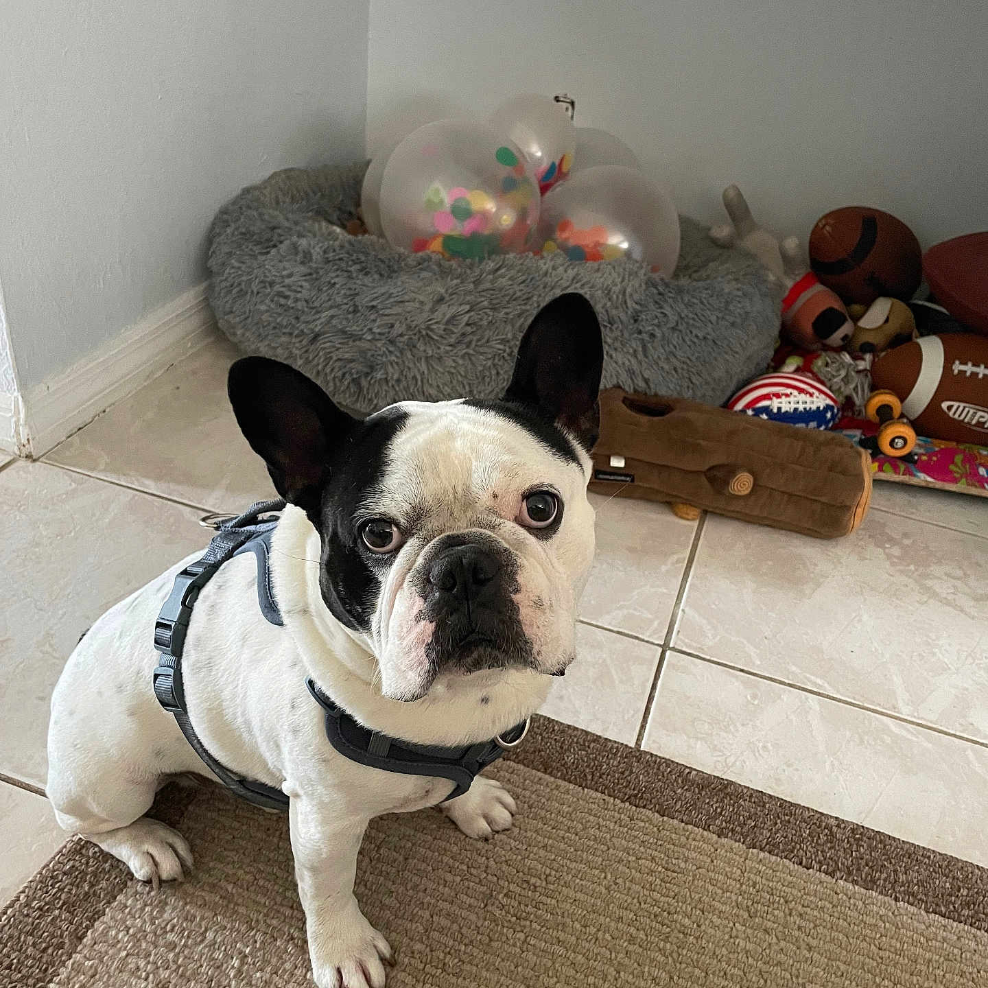 Oreo is registered to the contest to win money with this photo: animal, architecture, balloon, bostonbull, boxer, building, bulldog, canine, dog, dogbed, frenchbulldog, furniture, indoors, livingroom, pet, pitbull, puppy, sphere, terrier, whitedog