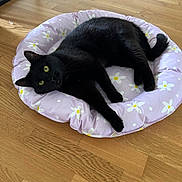 Lilith is registered to the contest to win money with this photo: animal, black_cat, cat, cozy, cute, domestic_cat, feline, flower_pattern, fur, indoors, laying_down, pet, pet_bed, purple_bed, relaxed, resting, tail, whiskers, wooden_floor, yellow_eyes