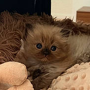 Stinky is registered to the contest to win money with this photo: kitten, cat, fluffy, long_hair, blue_eyes, pet, animal, cute, sleeping_area, blanket, plush_toy, cozy, indoors, portrait, close_up, furry, brown_fur, cream_fur, sitting, bedroom