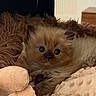 kitten, cat, fluffy, long_hair, blue_eyes, pet, animal, cute, sleeping_area, blanket, plush_toy, cozy, indoors, portrait, close_up, furry, brown_fur, cream_fur, sitting, bedroom