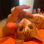 Peaches is registered to the contest to win money with this photo: animal, cat, close_up, cozy, cute, eyes, face, fur, hand, human_hand, indoor, kitten, orange, orange_cat, pet, playing, resting, soft, whiskers, white