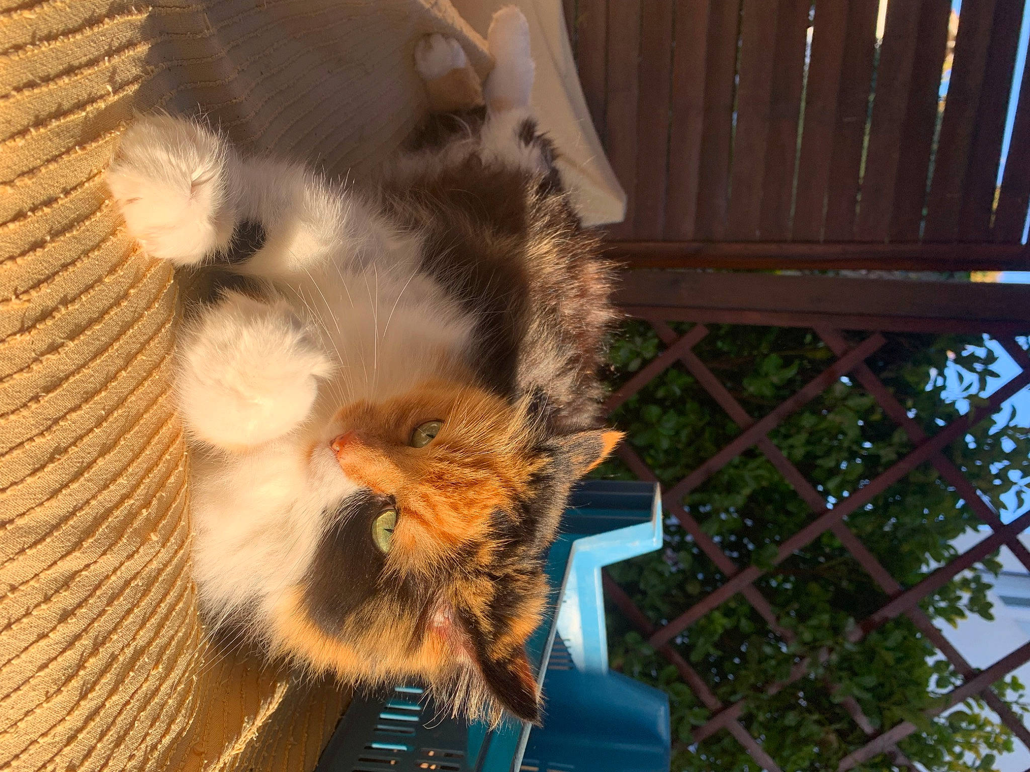 Caramel participe au concours pour gagner de l'argent avec cette photo : animal_shelter, carnivore, cat, claw, domestic_short_haired_cat, fawn, felidae, fur, paw, small_to_medium_sized_cats, tail, terrestrial_animal, whiskers, wildlife, wood