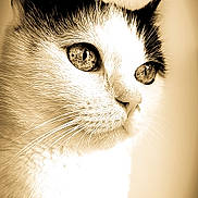 Padmé a rejoint le concours — aidez-le/la à gagner de superbes lots ! cat, close_up, portrait, sepia, animal, feline, whiskers, fur, eyes, pet, domestic_animal, looking_away, calm, side_view, muzzle, soft_light, indoor, cute, animal_face, majestic