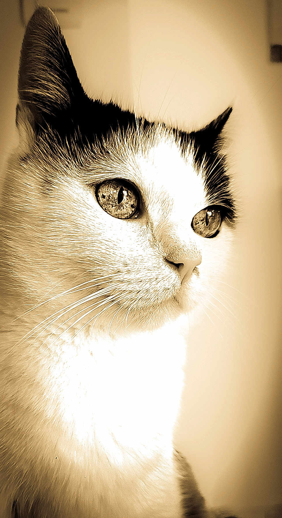 Padmé a rejoint le concours — aidez-le/la à gagner de superbes lots ! cat, close_up, portrait, sepia, animal, feline, whiskers, fur, eyes, pet, domestic_animal, looking_away, calm, side_view, muzzle, soft_light, indoor, cute, animal_face, majestic