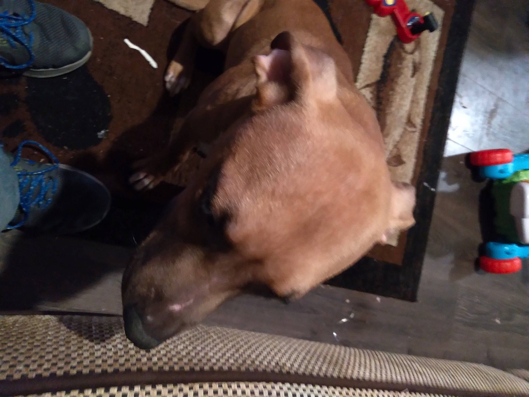 Java joined the competition — help win amazing prizes! baseball_cap, canidae, cap, carnivore, comfort, companion_dog, dog, dog_breed, domestic_pig, fawn, fedora, fur, guard_dog, livestock, snout, sporting_group, suidae, sun_hat, whiskers, working_animal