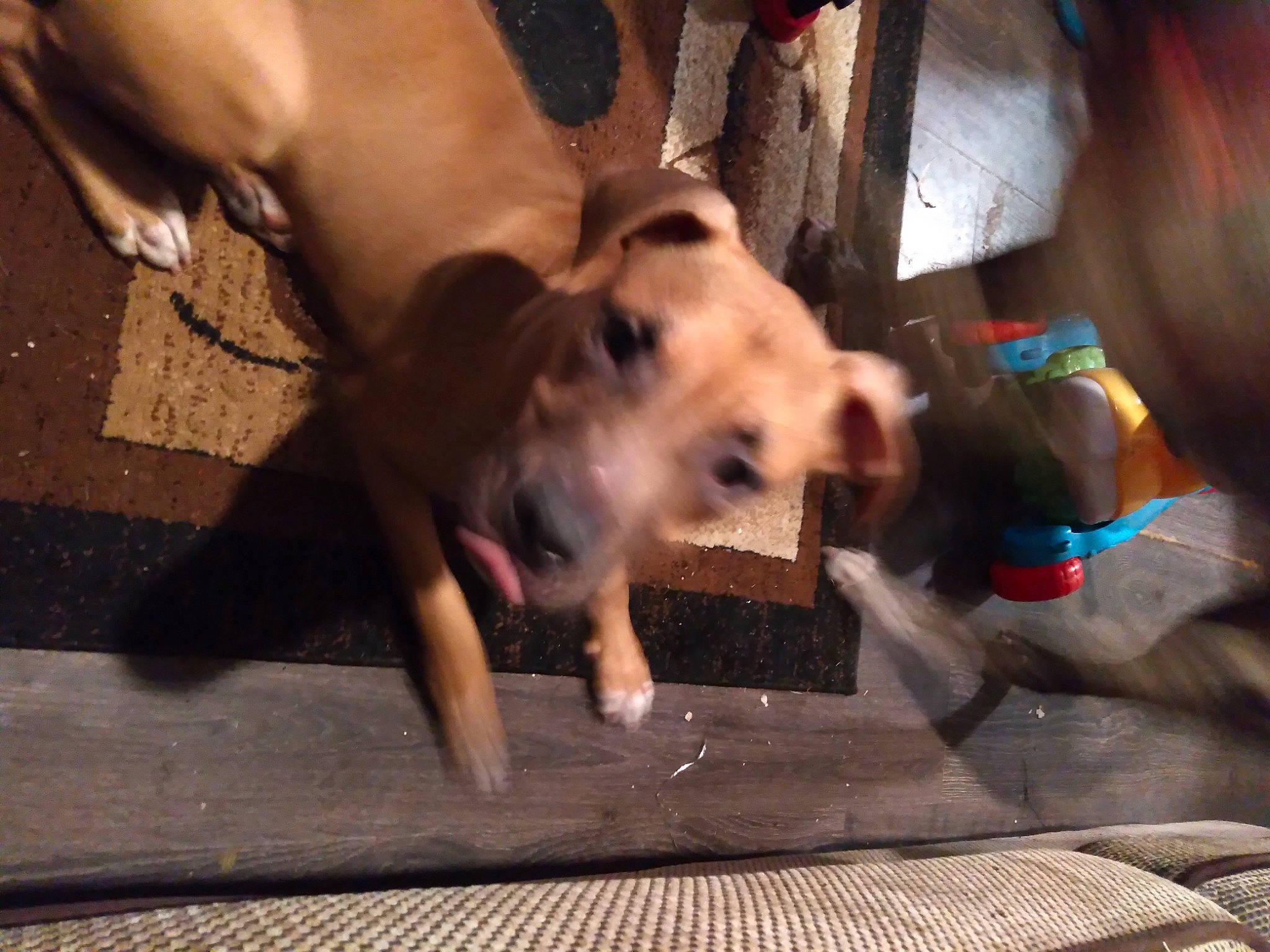 Java joined the competition — help win amazing prizes! canidae, carnivore, companion_dog, dog, dog_breed, fawn, flash_photography, flooring, fun, fur, guard_dog, non_sporting_group, paw, puppy, snout, sporting_group, street_dog, toy_dog, whiskers, working_animal