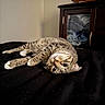 cat, tabby_cat, pet, animal, lying_down, upside_down, relaxed, bed, bedroom, black_bedding, striped_fur, whiskers, green_eyes, pink_nose, paws, tail, indoor, furniture, cabinet, television