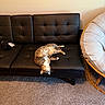 Raven is registered to the contest to win money with this photo: cat, tabby_cat, pet, animal, lying_down, upside_down, sleeping, relaxed, sofa, couch, black_furniture, living_room, indoor, carpet, wicker_chair, home, cozy, striped_fur, belly_up, photography