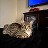 Raven joined the competition — help win amazing prizes! cat, tabby_cat, pet, animal, feline, striped_fur, whiskers, ears, eyes, nose, lying_down, relaxed, portrait, indoors, bed, blanket, television, cabinet, furniture, home