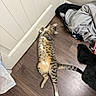 cat, tabby_cat, spotted_fur, lying_down, belly_up, green_eyes, pet, animal, indoor, bedroom, wood_floor, door, laundry, clothing, black_fabric, gray_sweatshirt, human_foot, playful, relaxed, funny_pose