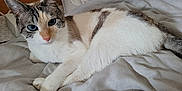 Missie a rejoint le concours — aidez-le/la à gagner de superbes lots ! cat, blue_eyes, fur, white_fur, striped_fur, pet, animal, lying_down, bed, blanket, cozy, indoor, resting, cute, whiskers, ears, paws, relaxed, feline, portrait
