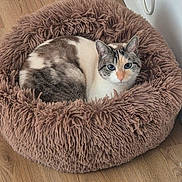 Missie participe au concours pour gagner de l'argent avec cette photo : cat, pet_bed, fluffy, wooden_floor, indoor, cozy, feline, looking, blue_eyes, white_wall, heater, curious, resting, domestic, animal, fur, comfortable, round_bed, snuggled, home
