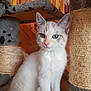Missie a rejoint le concours — aidez-le/la à gagner de superbes lots ! kitten, cat, blue_eyes, scratching_post, fur, whiskers, indoors, wooden_background, pet, cute, animal, young_cat, feline, sitting, close_up, playful, domestic_cat, furniture, soft_texture, curious