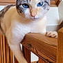 cat, blue_eyes, wooden_railing, paw, indoor, pet, feline, close_up, animal, portrait, fur, whiskers, window, relaxing, staircase, domestic_cat, curious, cute, striped, alert