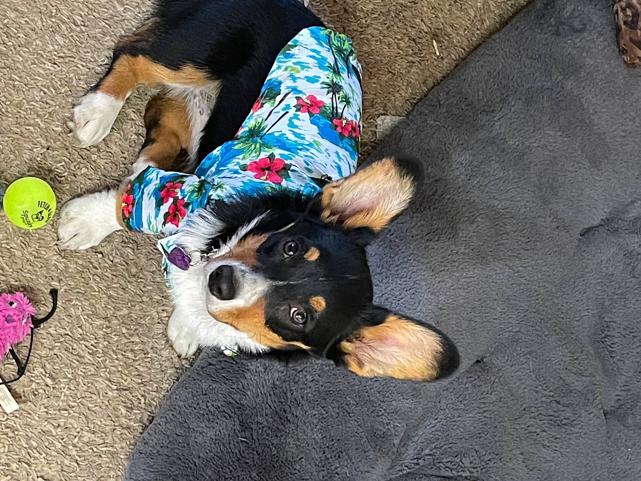 Julep joined the competition — help win amazing prizes! canidae, carnivore, companion_dog, dog, dog_breed, dog_clothes, dog_supply, fashion_accessory, fawn, flooring, foot, fur, human_leg, leash, paw, road_surface, snout, sporting_group, tail, toy_dog