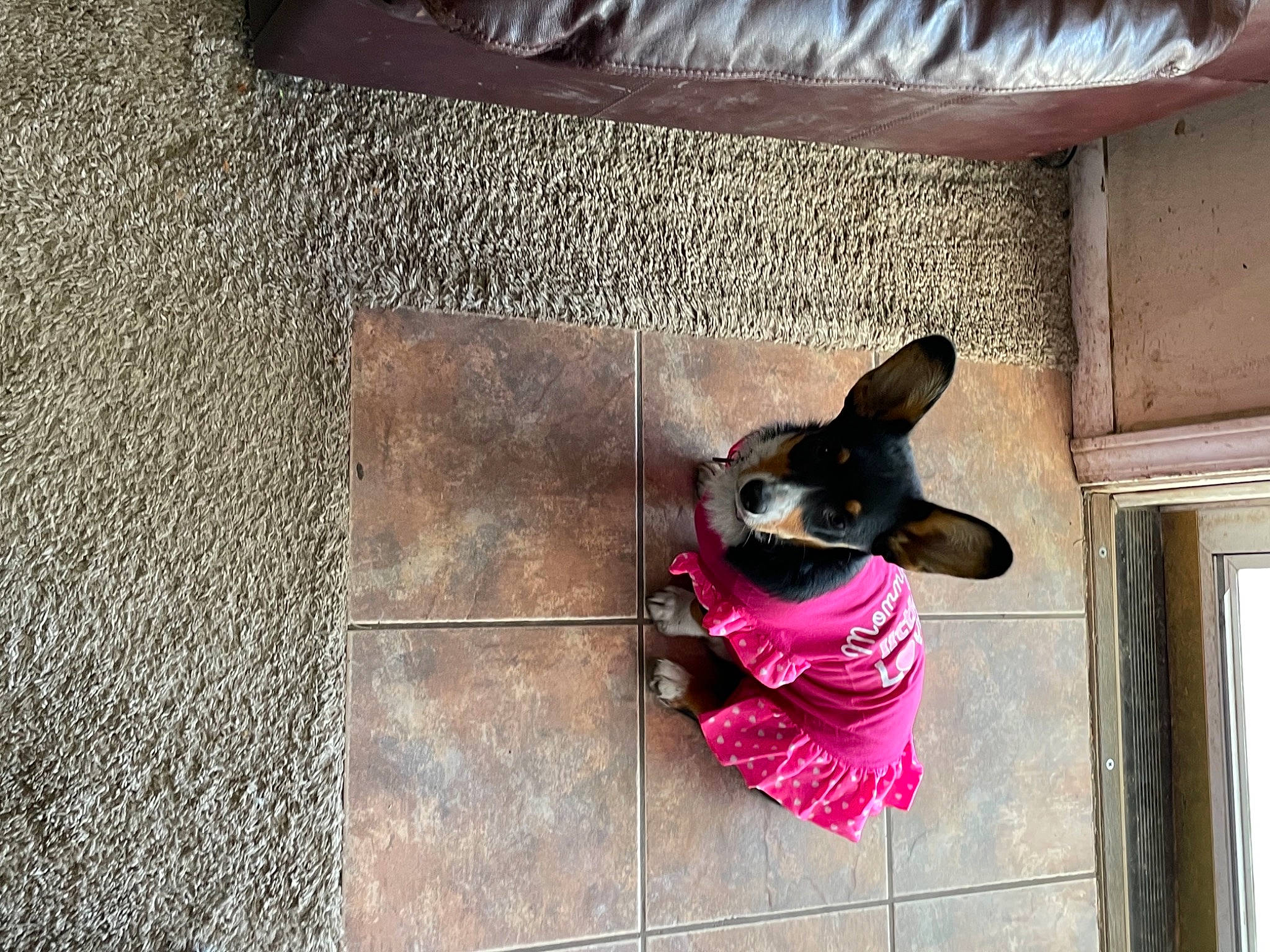 Julep joined the competition — help win amazing prizes! carnivore, companion_dog, dog, dog_breed, dog_supply, fawn, floor, flooring, grey, magenta, road_surface, snout, sporting_group, sunglasses, tints_and_shades, toy_dog, travel, whiskers, window, wood