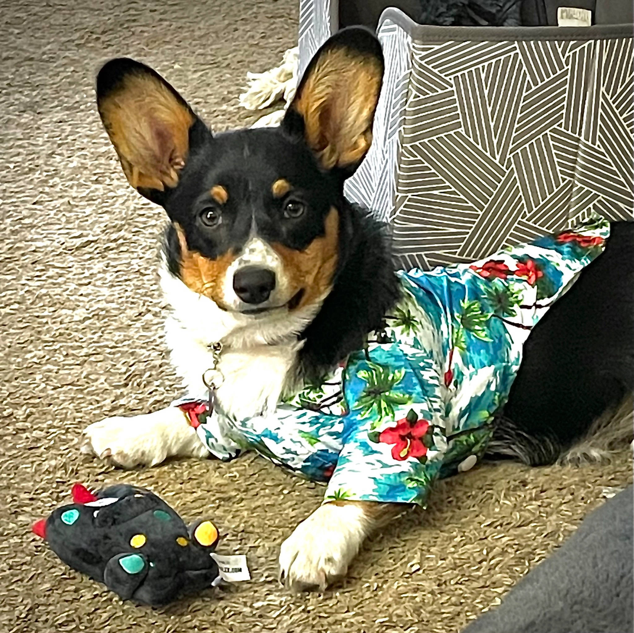 Julep joined the competition — help win amazing prizes! canidae, carnivore, comfort, companion_dog, dog, dog_breed, dog_supply, fawn, grass, pattern, paw, pillow, play, sitting, sporting_group, throw_pillow, toy, toy_dog, whiskers, working_animal