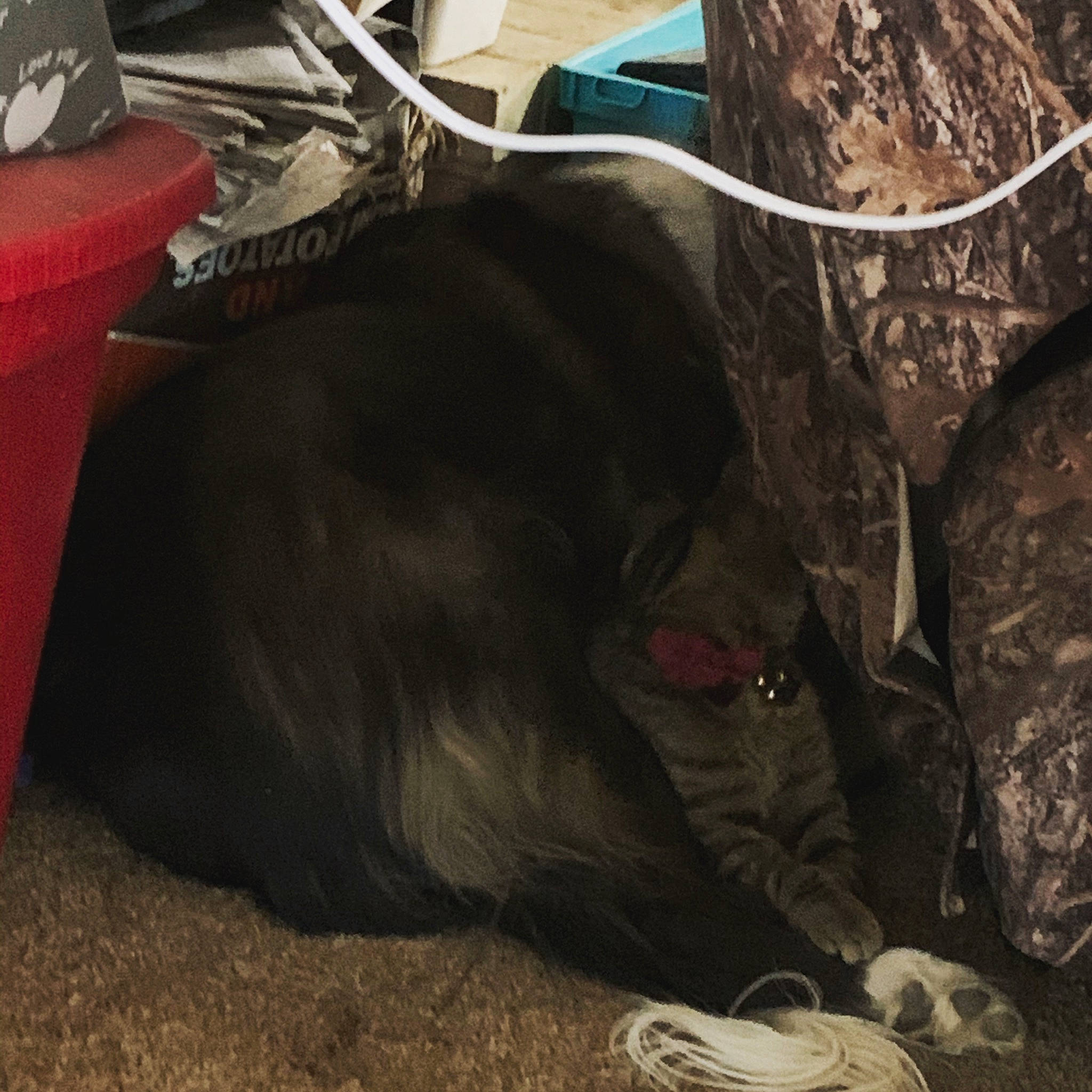 Keystone joined the competition — help win amazing prizes! automotive_tire, canidae, carmine, carnivore, comfort, dog_breed, fawn, felidae, fur, grass, human_leg, liver, small_to_medium_sized_cats, snout, soil, sporting_group, tail, terrestrial_animal, wood, working_animal