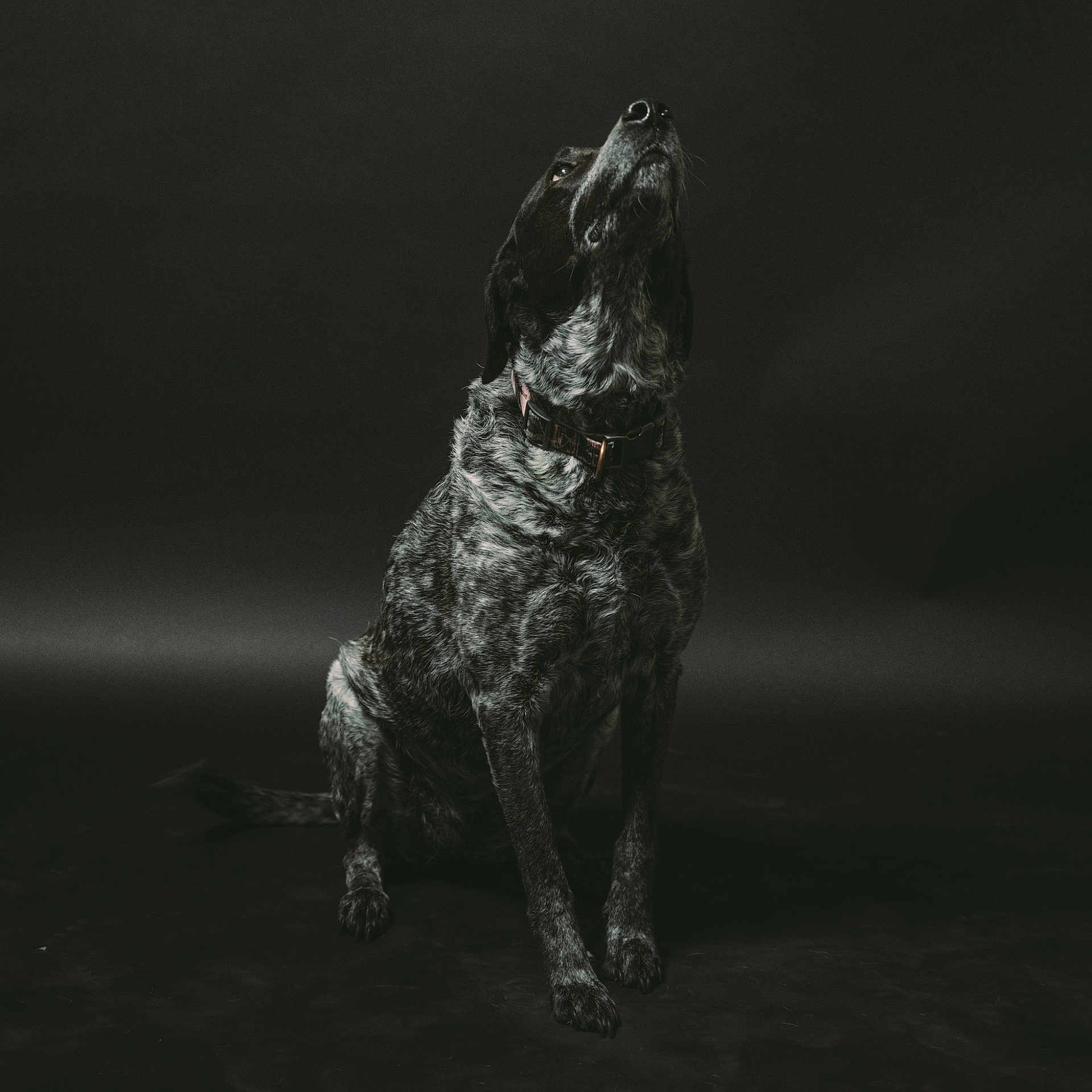 Sarah joined the competition — help win amazing prizes! black, black_and_white, canidae, carnivore, darkness, dog, dog_breed, german_shorthaired_pointer, hunting_dog, monochrome, pointer, spaniel, sporting_group, still_life_photography, style